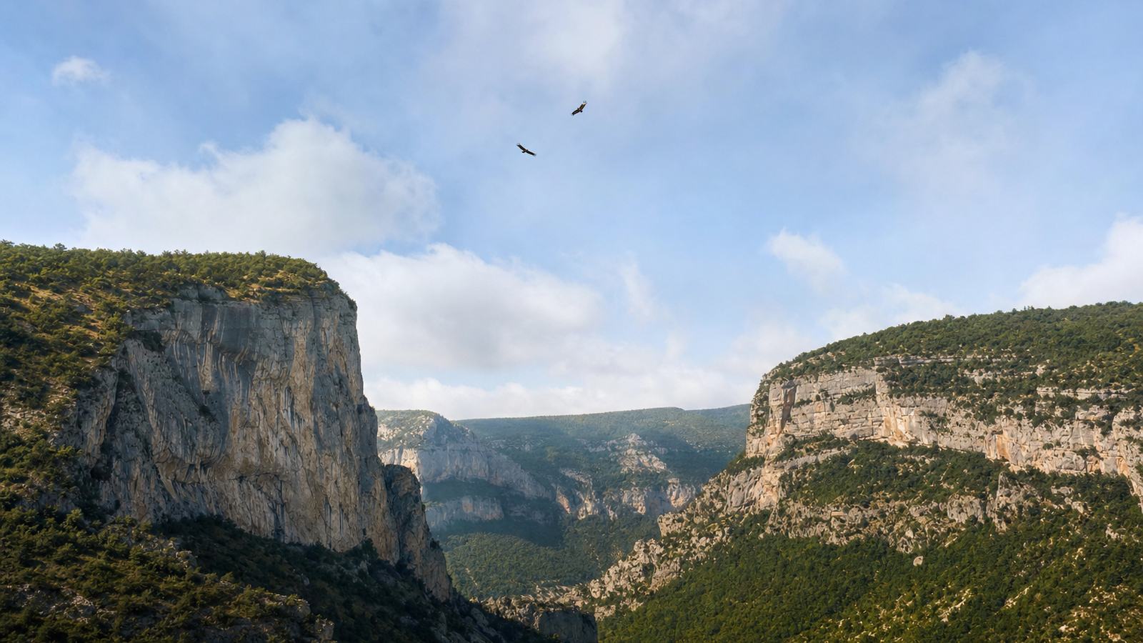 Gypaète barbu en vol devant une falaise pyrénéenne, un rapace que les règles de survol cherchent à protéger