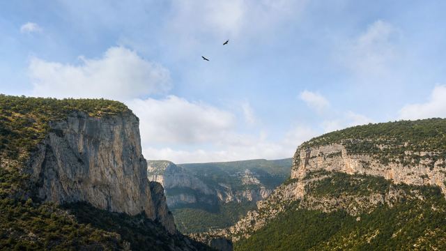 Gypaète barbu en vol devant une falaise pyrénéenne, un rapace que les règles de survol cherchent à protéger
